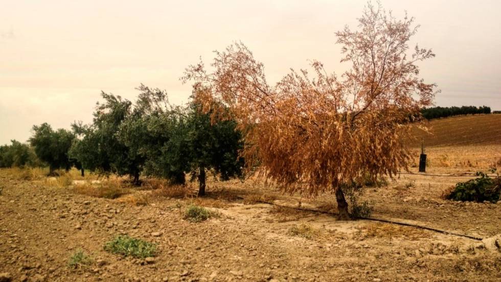 verticilosis-olivo|verticilosis-hojas-olivo|verticilosos-tronco-olivo